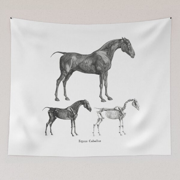 Item preview, The Anatomy of the Horse • Equus Caballus designed and sold by amuseXpress.
