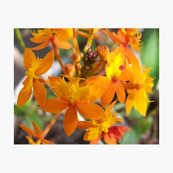 Shades Of Orange Photographic Print