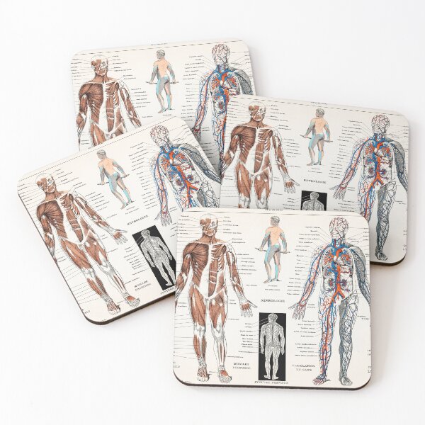 Item preview, An antique illustration of a human nervous system and muscular system designed and sold by Fiskidal.