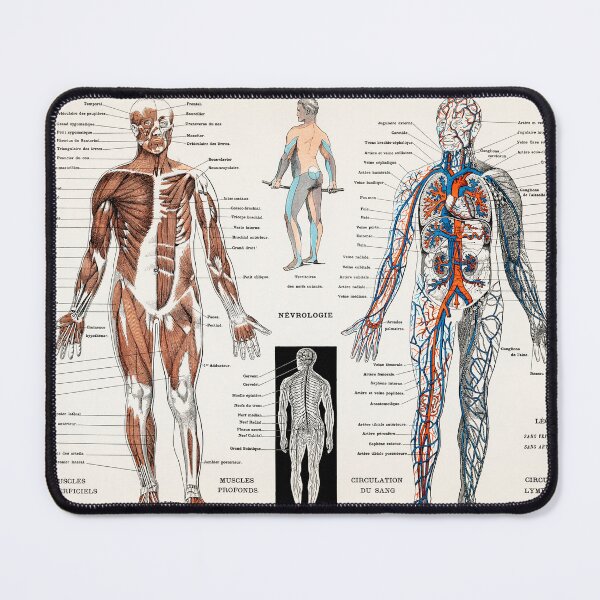 Item preview, An antique illustration of a human nervous system and muscular system designed and sold by Fiskidal.