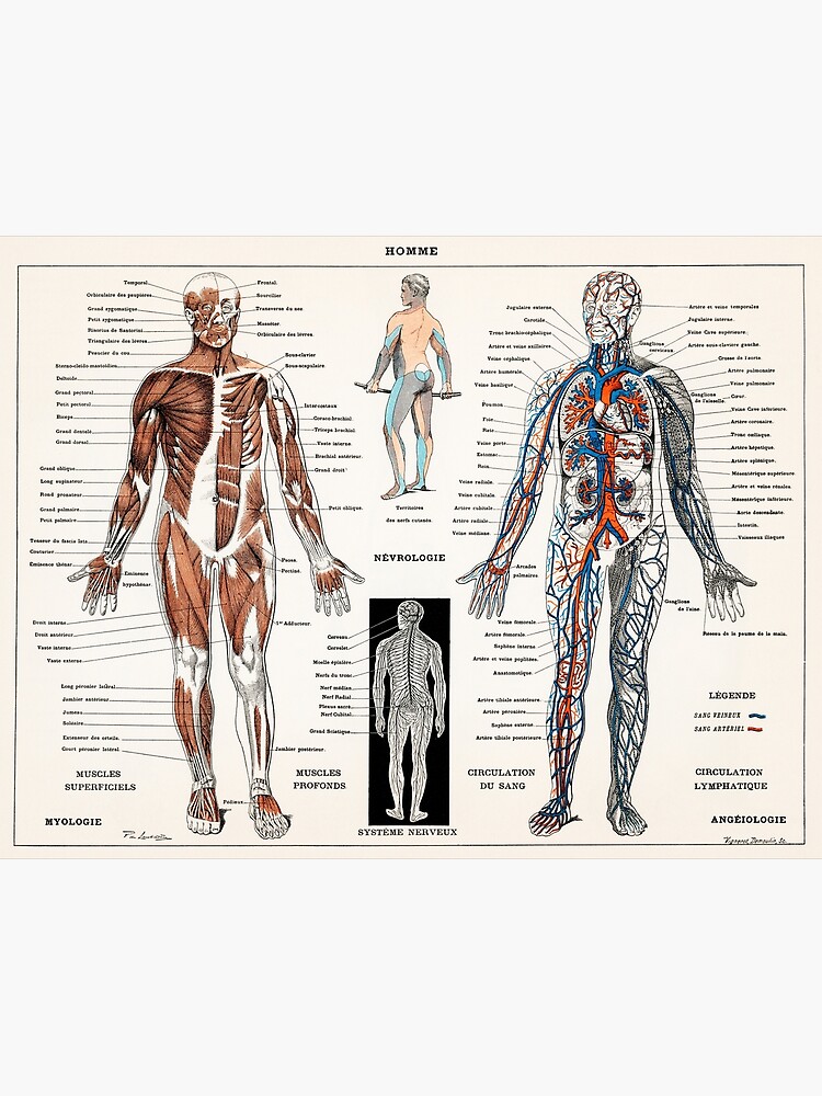 Diagramm des menschlichen Muskelsystems