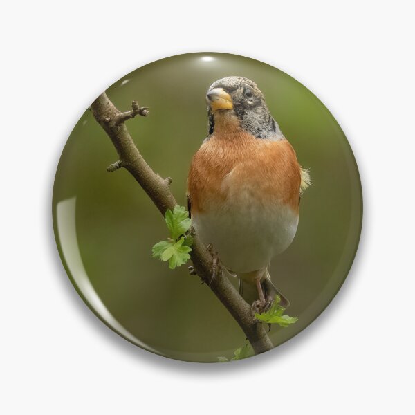 Item preview, Brmabling Perching designed and sold by JLP ARTWORKS.