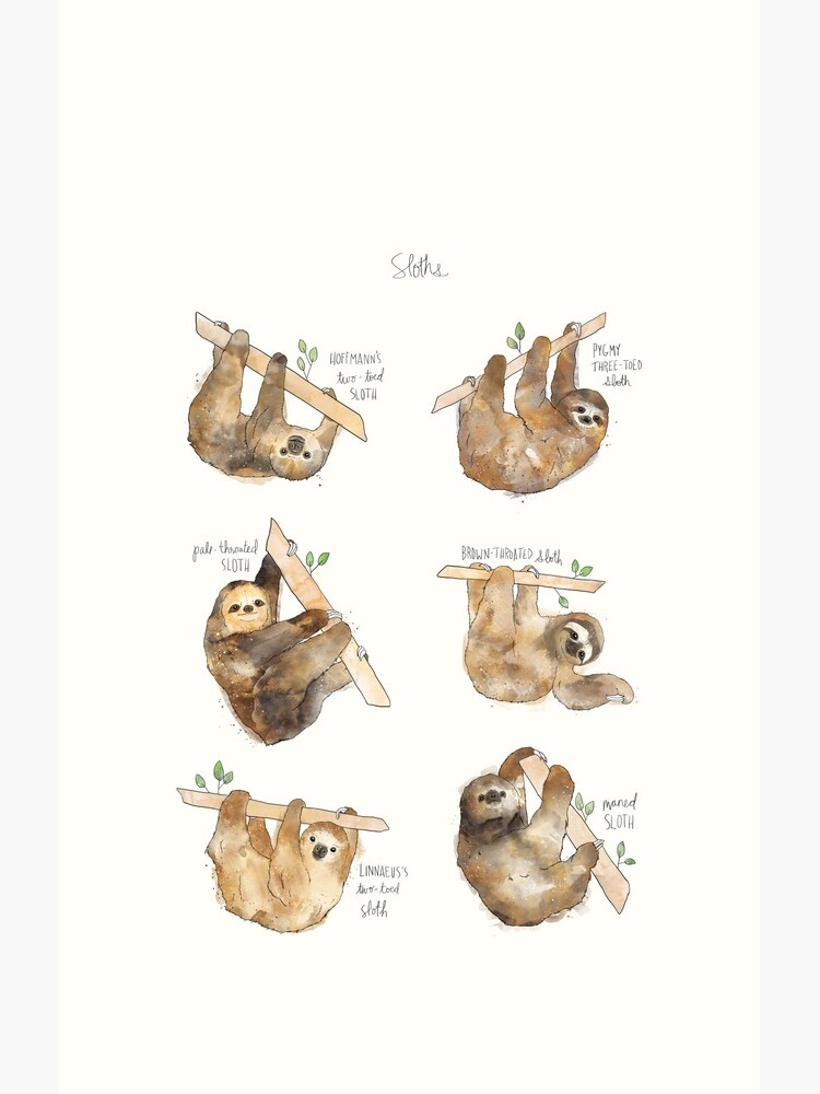 Sloths by AmyHamilton