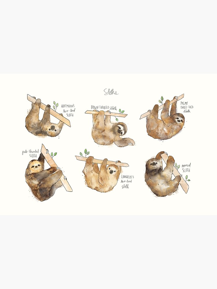 Sloths by AmyHamilton