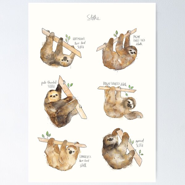 Sloths Poster
