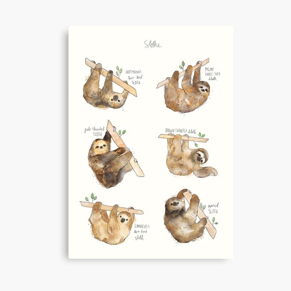 Sloths Canvas Print