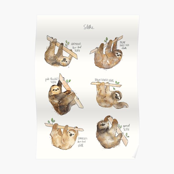 Sloths Poster