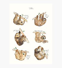 Sloths Photographic Print