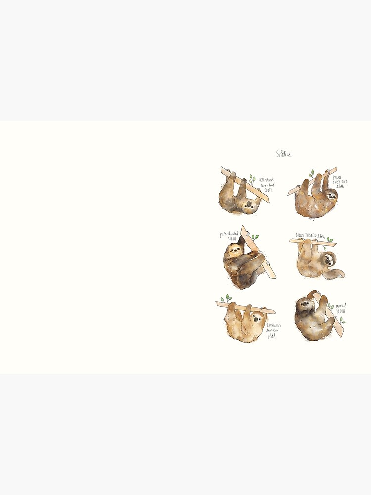 Sloths by AmyHamilton