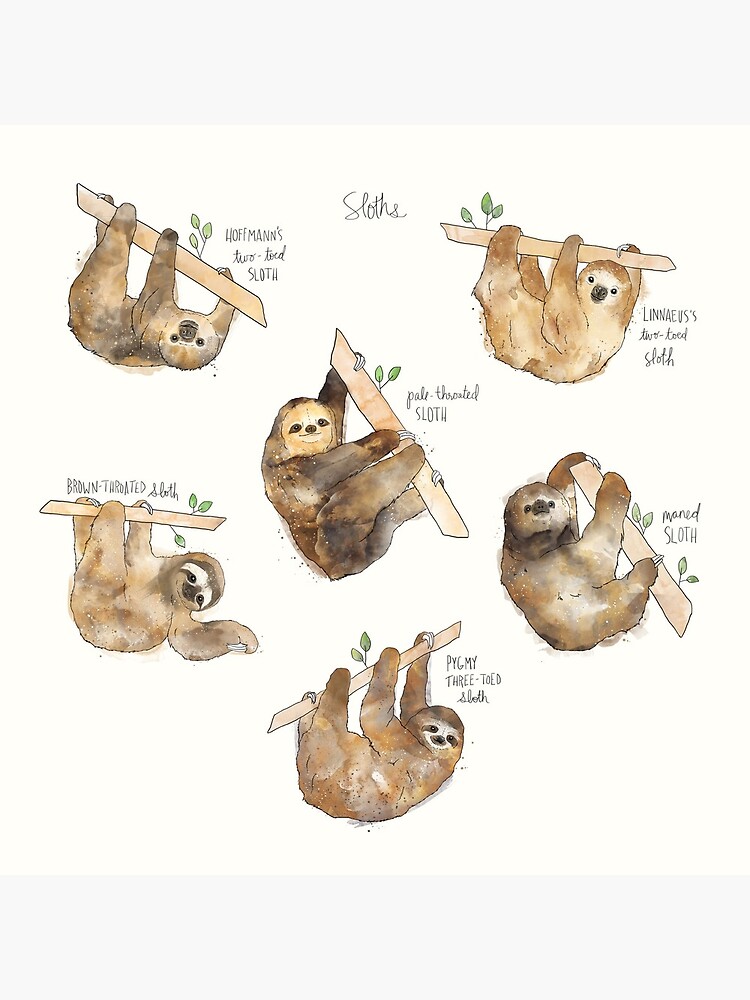 Sloths by AmyHamilton