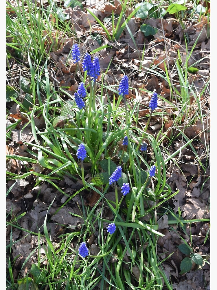 Blue Muscari Flowers in the Spring Woods by krgreen