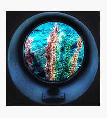Finding nemo Photographic Print