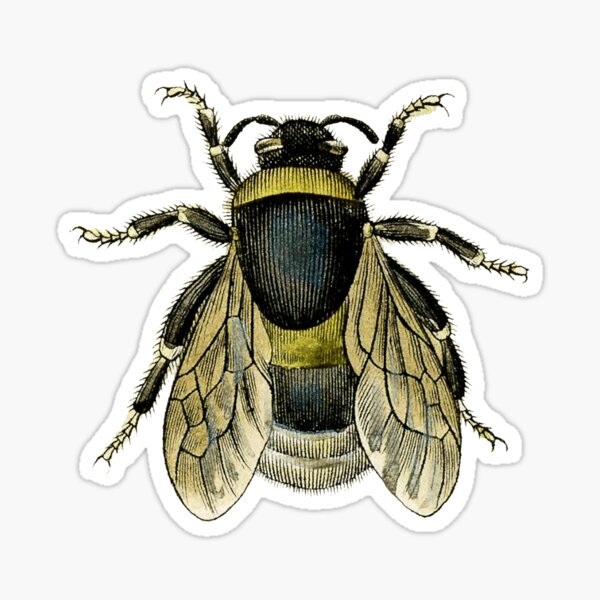 antique typographic vintage honey bee Sticker