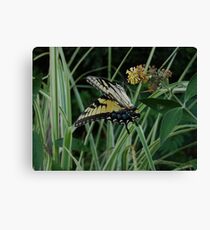 tiger swallowtail Canvas Print