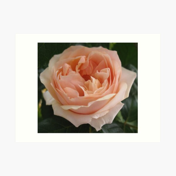 Rose Art Print