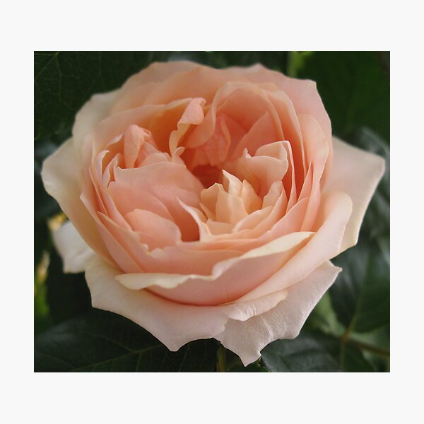 Rose Photographic Print
