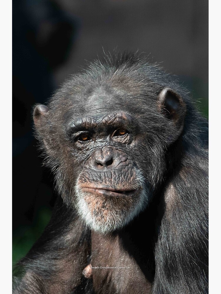 "Western Chimpanzee at Chester Zoo" Poster for Sale by MandMPhotos