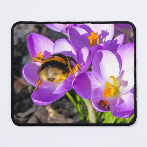 Item preview, Queen Bumblebee and Ladybug on Purple Crocus | Bumblebee bumblebees in the butt designed and sold by sopfanna.