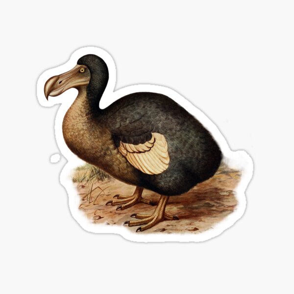 Antique Illustration Dodo Bird Sticker