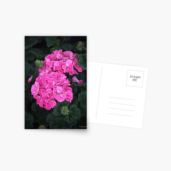 Pink Geraniums Postcard