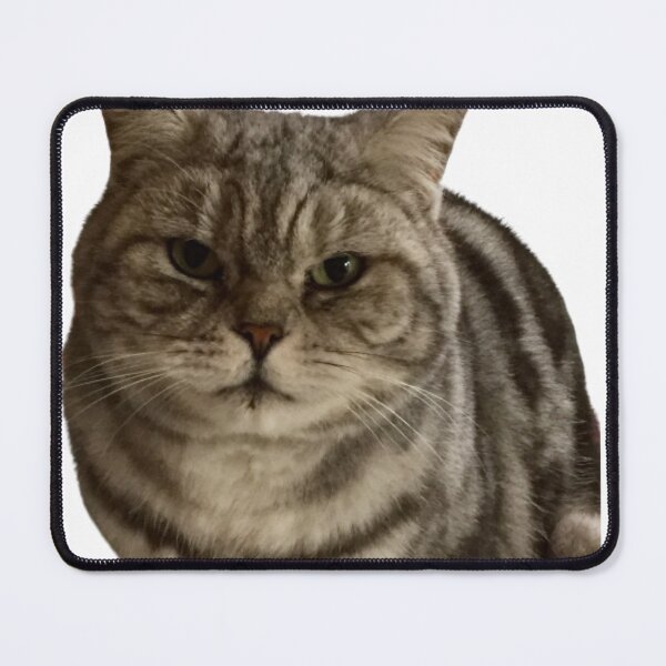 Item preview, molly   “Sniff Sniff”  British short hair,silver tabby  designed and sold by Angela Haig-Harrison.