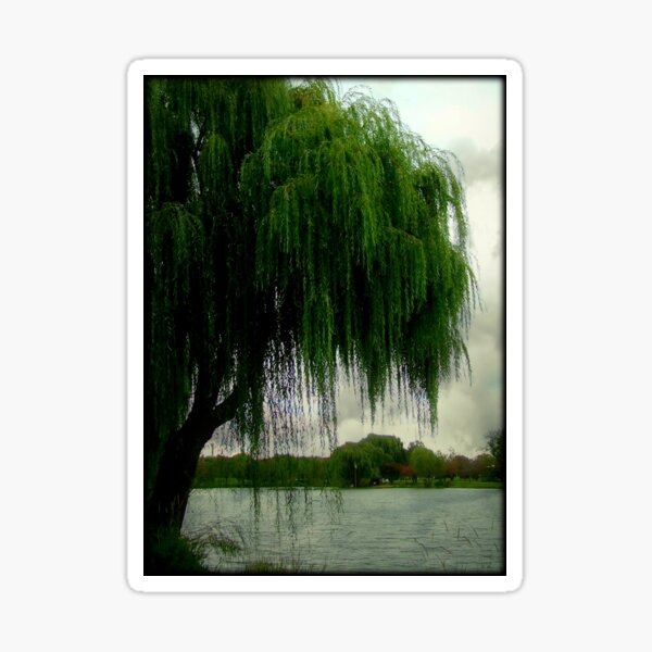 My beautiful weeping willow © Sticker