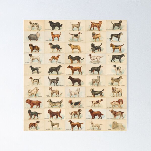 Dogs Of The World Poster
