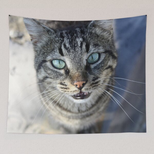 Item preview, I Follow My Whiskers Tabby Cat Photography designed and sold by taiche.