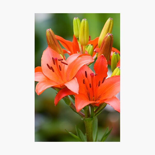 Item preview, Blooming orange lily flowers and buds  designed and sold by Arletta Cwalina.