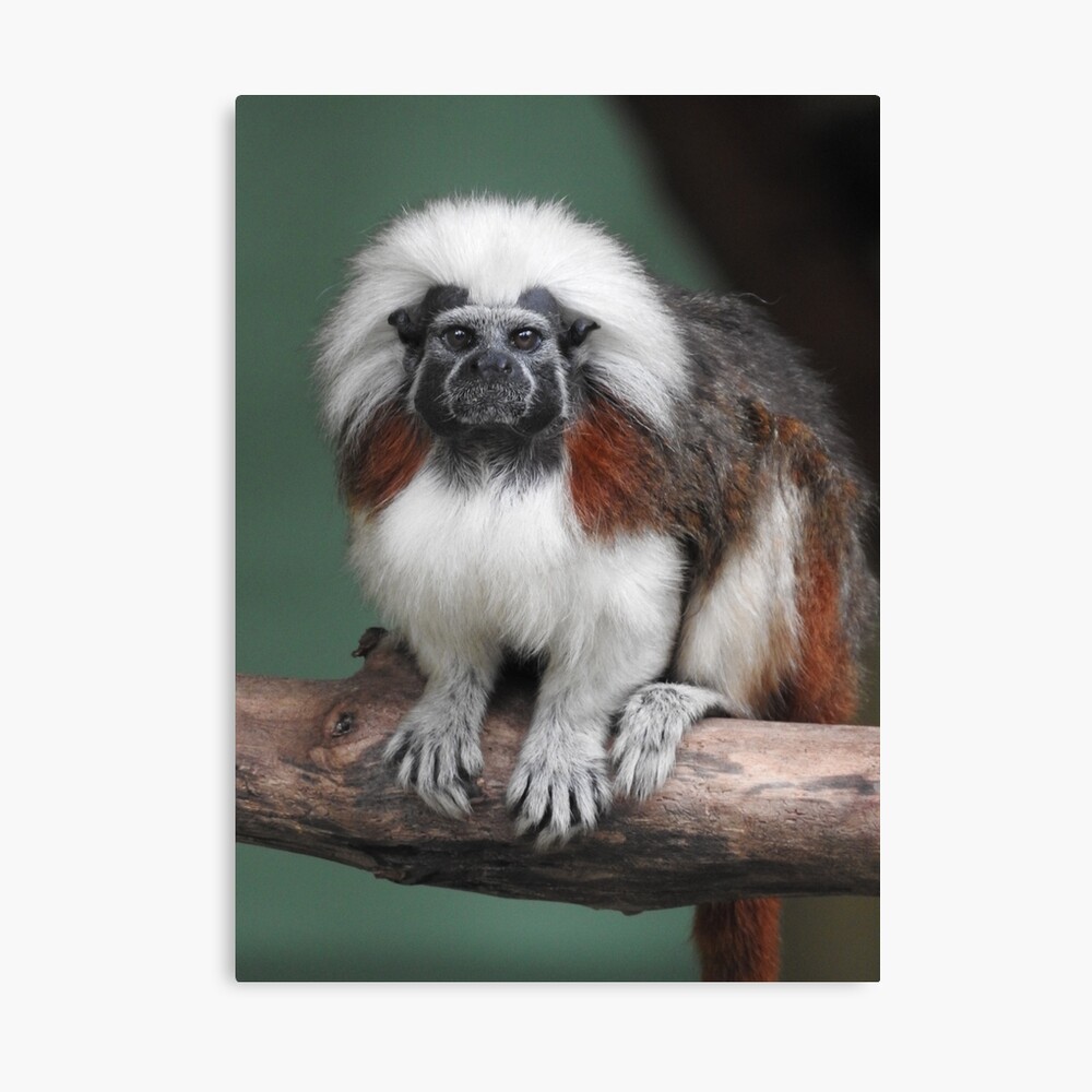 Cotton top store tamarin for sale