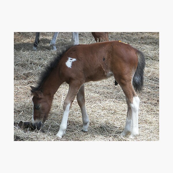 Item preview, Chincoteague Baby  designed and sold by kimbarose.