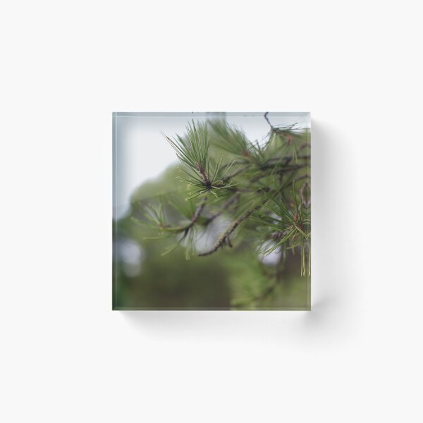 Item preview, burra pine designed and sold by Jan Stead JEMproductions.