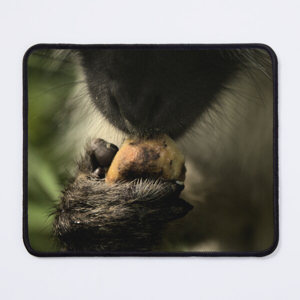 Item preview, Vervet Monkey Eating - Animal lovers photography designed and sold by artyfartypants.