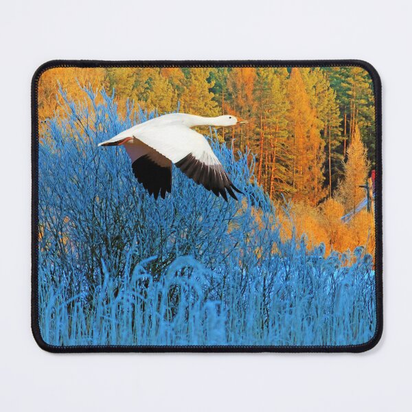 Item preview, Snow Goose in Autumn Flight designed and sold by FineArtography.