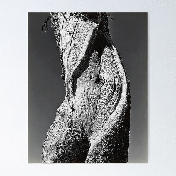 Edward Weston Posters for Sale | Redbubble Edward Weston Posters for Sale | Redbubble
