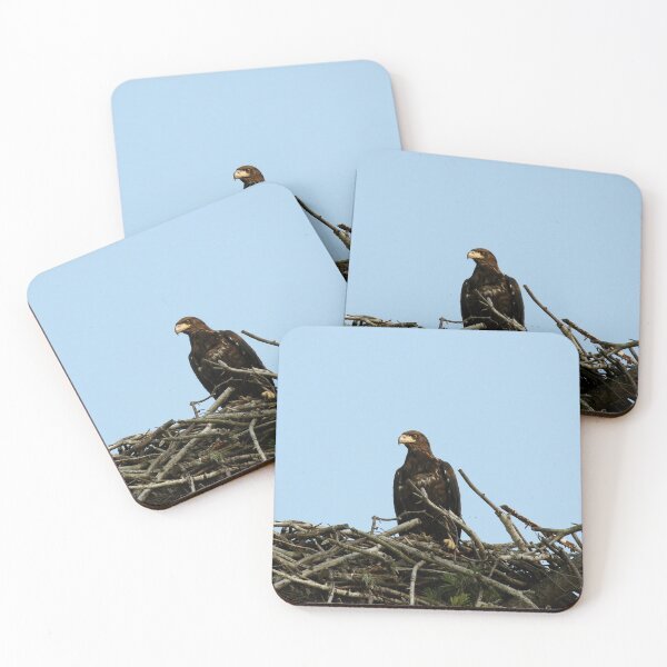 Item preview, Baby bald eagle  designed and sold by locustgirl.