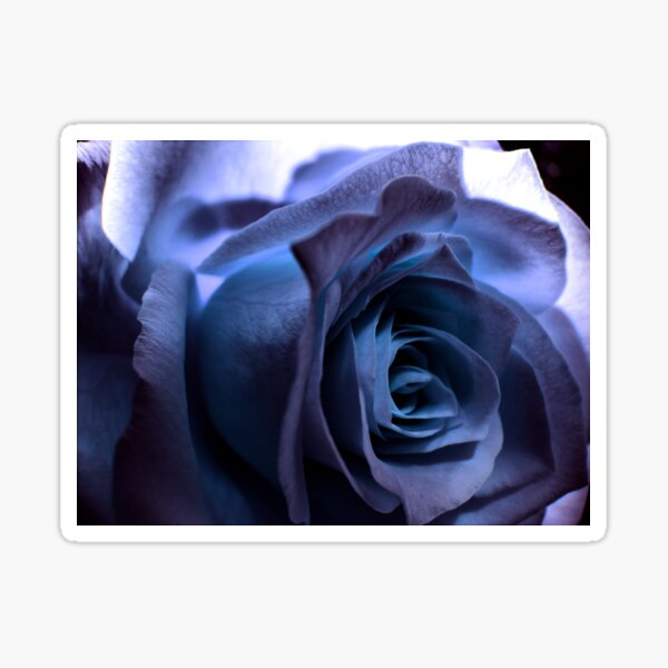 Rose3 Sticker