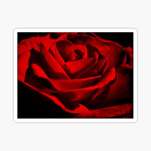 Rose2 Sticker