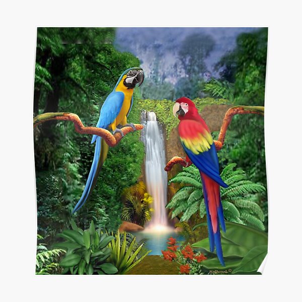 MACAW TROPICAL PARROTS Poster