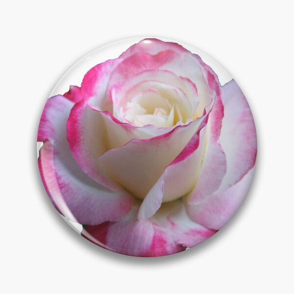 Item preview, Double Delight Rose designed and sold by heatherfriedman.