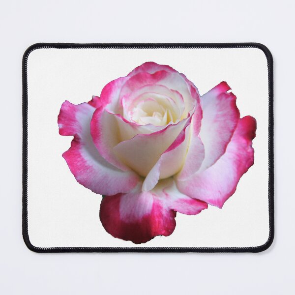 Item preview, Double Delight Rose designed and sold by heatherfriedman.