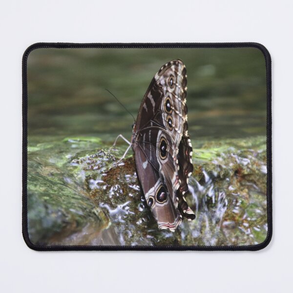 Item preview, Buttery on Waterfall designed and sold by kolbmannc.