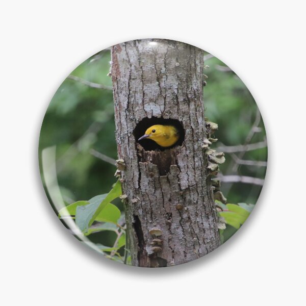 Item preview, Prothonotary Warbler in Nest designed and sold by kolbmannc.