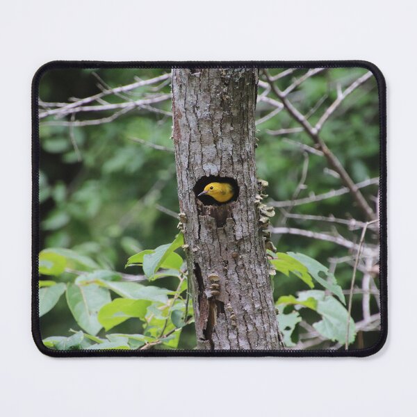 Item preview, Prothonotary Warbler in Nest designed and sold by kolbmannc.