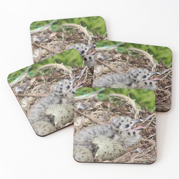 Item preview, Ring billed gull chick designed and sold by kolbmannc.