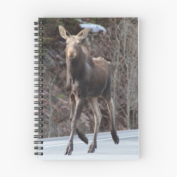 Item preview, Moose in Algonquin designed and sold by kolbmannc.