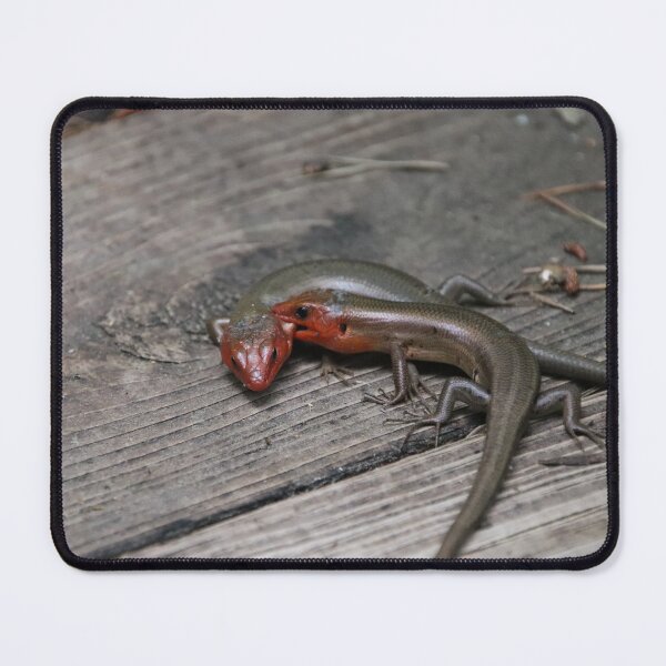 Item preview, Fighting Skinks designed and sold by kolbmannc.