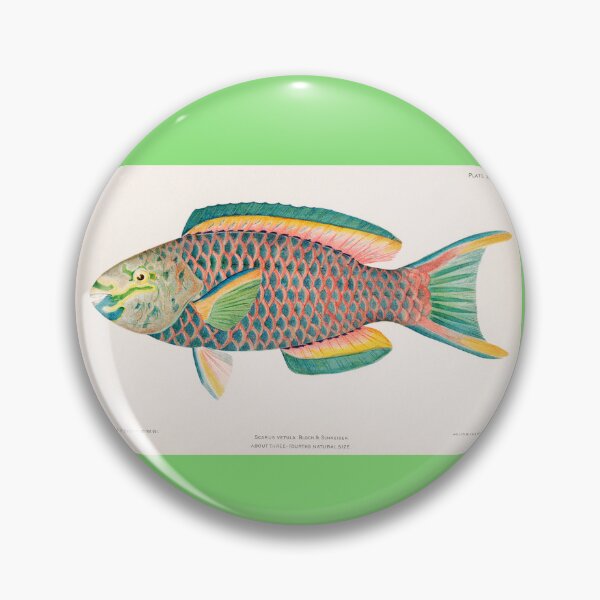 Item preview, BEAUTIFUL TROPICAL FISH PARROT. HENRY BALDWIN (1899) designed and sold by metaweb.