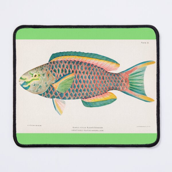 Item preview, BEAUTIFUL TROPICAL FISH PARROT. HENRY BALDWIN (1899) designed and sold by metaweb.