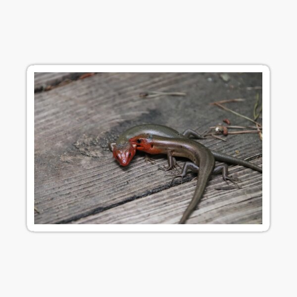 Item preview, Fighting Skinks designed and sold by kolbmannc.